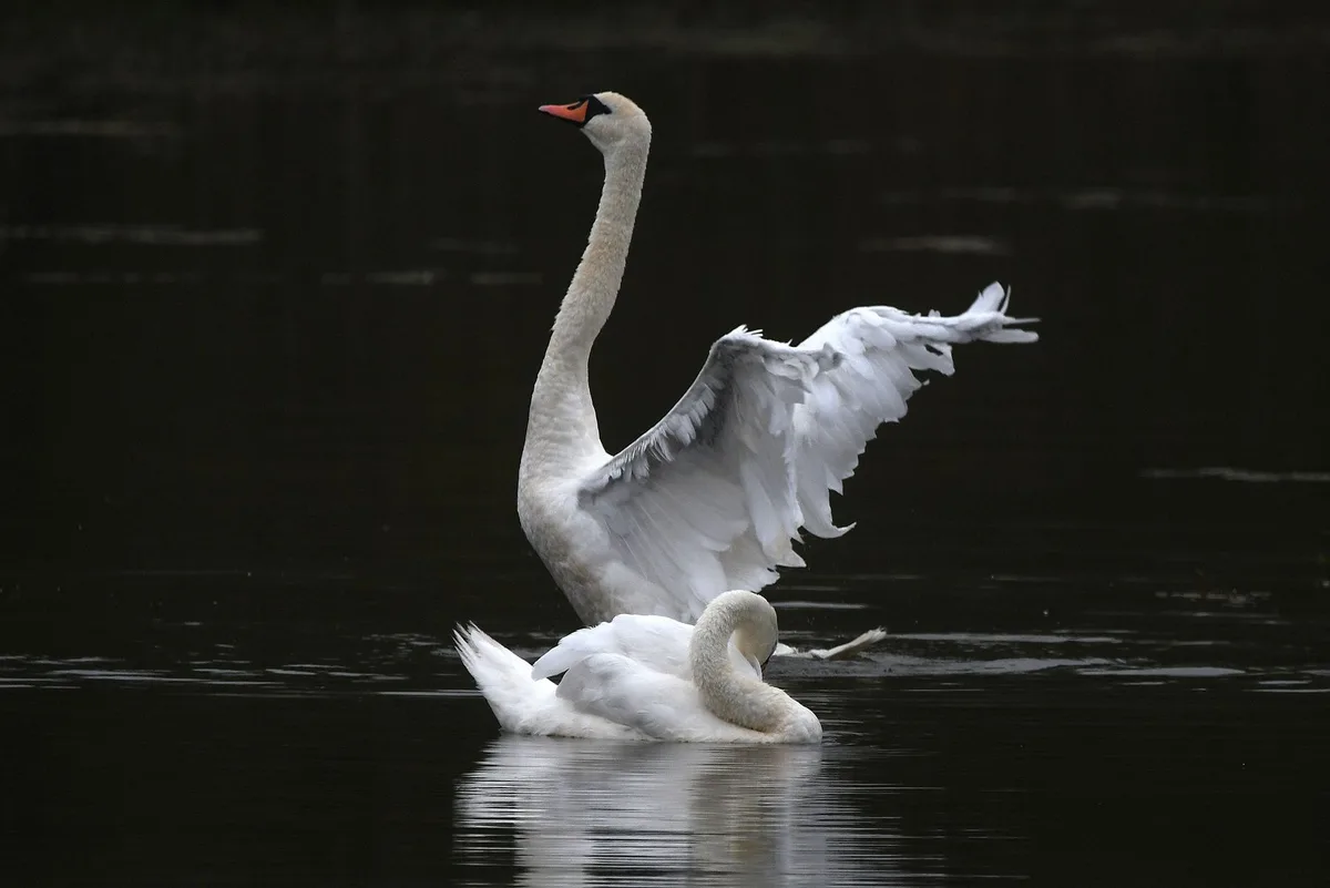 Two white swans are on dark water; one stands tall with wings spread, the other is curled up. Text overlaid reads 'I'm not a…
