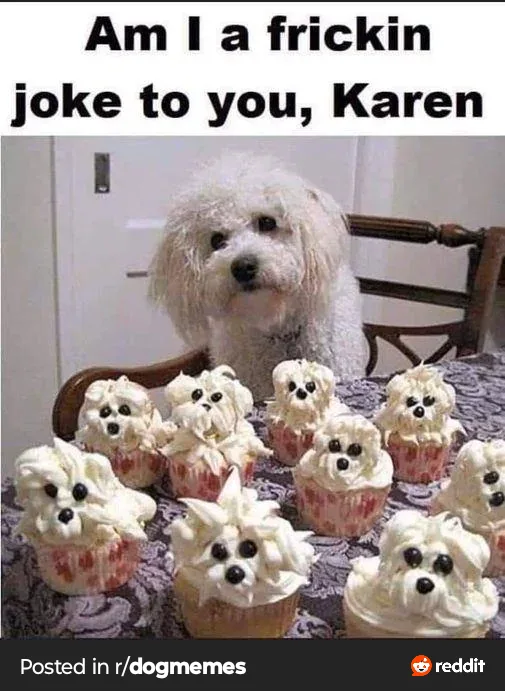 A fluffy white dog sits at a table looking at the camera, surrounded by numerous cupcakes decorated to resemble the same…