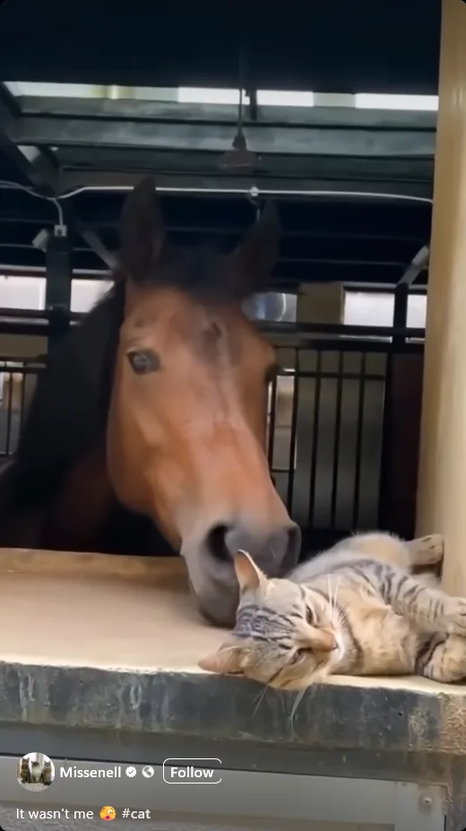 A brown horse leans its head over a stall barrier toward a tabby cat lying relaxed on the ledge. The cat looks up at the…