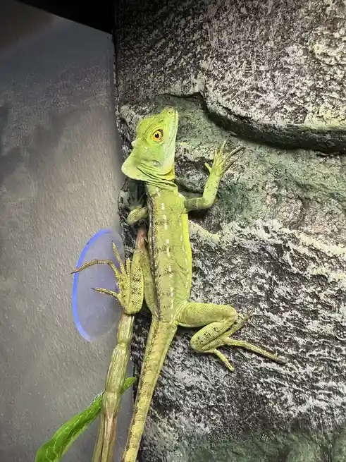 Marvin's Back Home: Can You Guess What He Is?