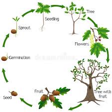 A circular diagram showing the life cycle of an oak tree, starting from a seed, progressing through germination, sprout…