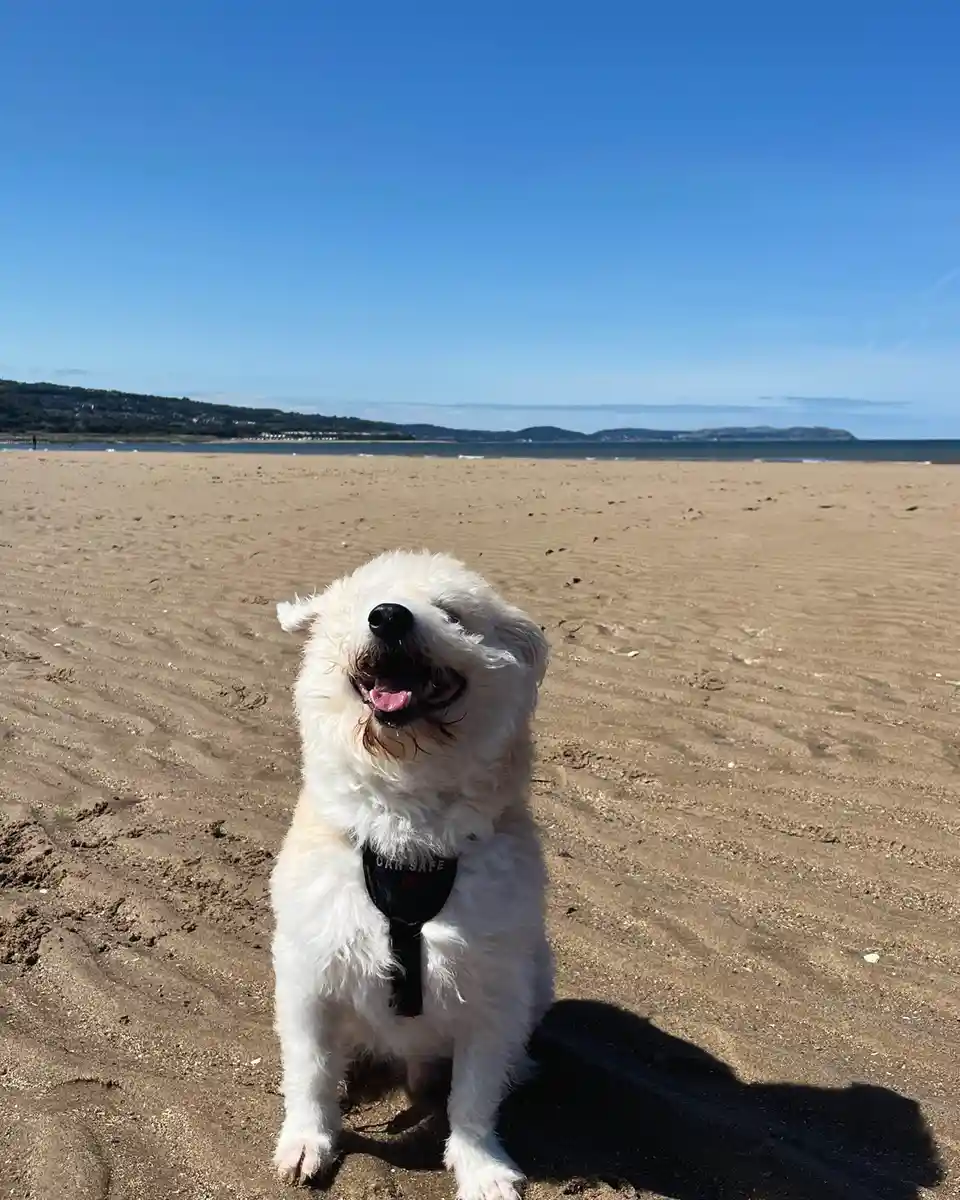 A fluffy white dog sits happily on a sandy beach under a clear blue sky, wearing a black harness with the text 'CAR SAFE'…