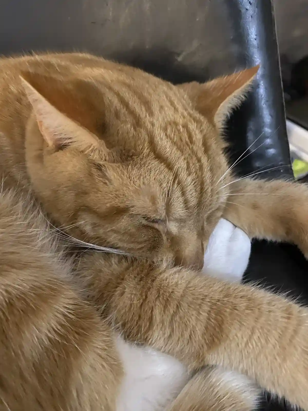 A close-up photo shows a ginger tabby cat with white paws sleeping soundly on a black chair, curled up with one paw tucked…