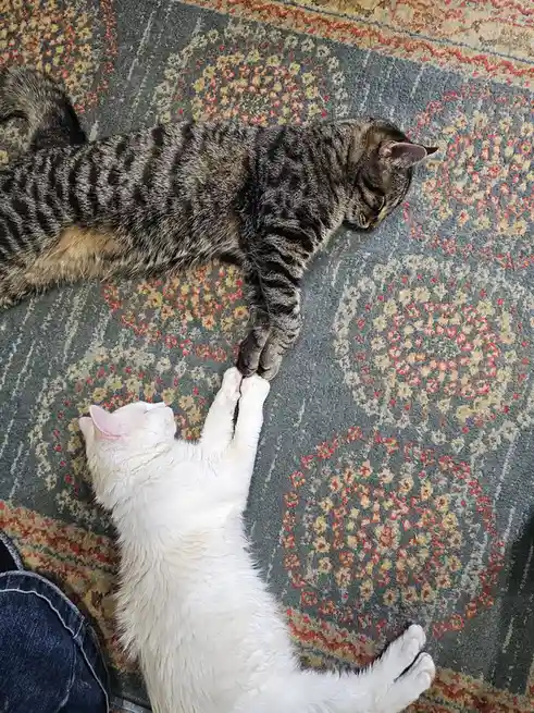 Two cats lie on a patterned rug; a tabby cat sleeps with one paw extended, while a white cat lies on its back holding the…