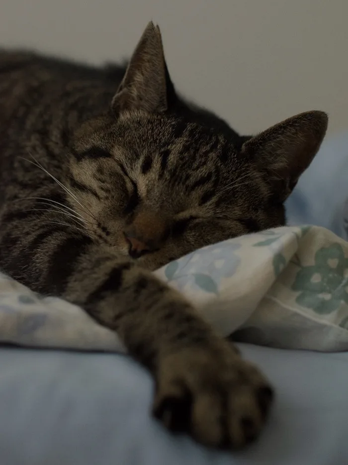 Time for a Shnooze!