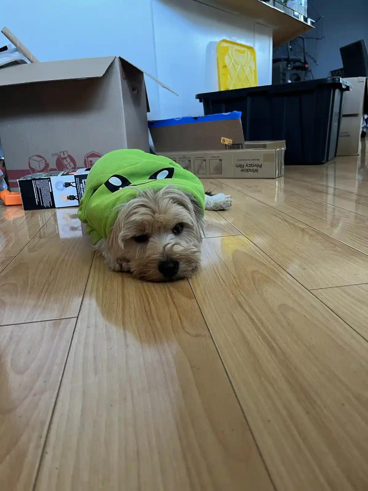 A small, fluffy dog with light brown fur lies on a wooden floor, wearing a bright green hoodie with cartoon eyes on the…