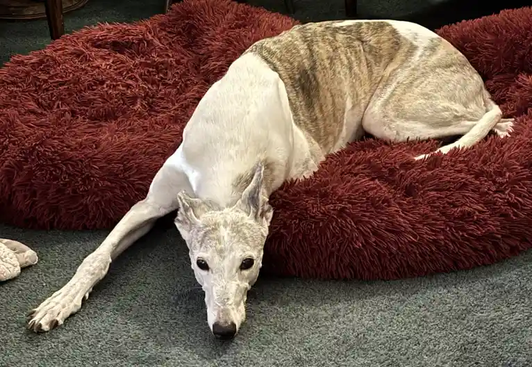 A greyhound with white and brindle fur is lying on a plush, shaggy red dog bed that's partially on a grey carpet. The dog's…