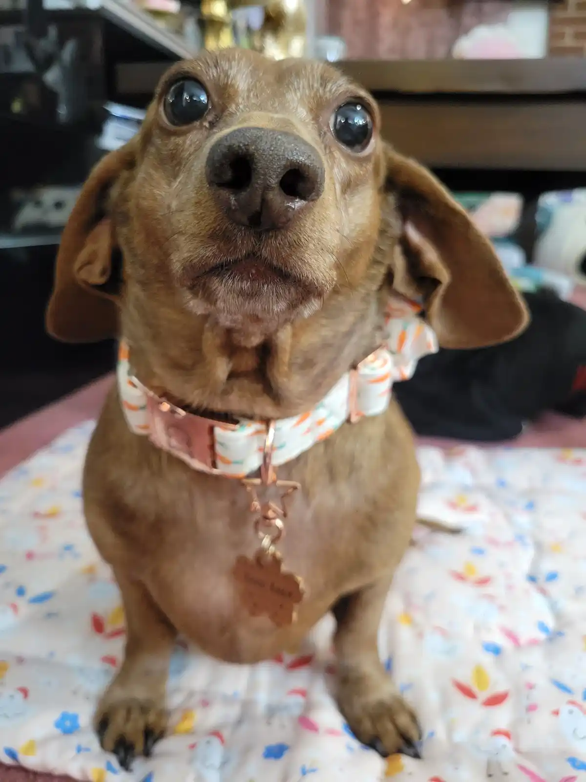 Check Out My Adorable Pup, Tiger Lilly #786