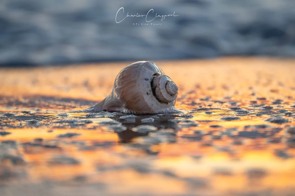 A large, spiral seashell sits partially submerged in shallow, reflective water on a beach at sunset, with warm orange and…