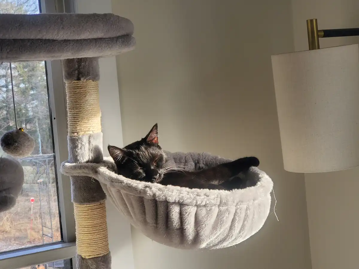 A black cat is sleeping soundly in a plush, grey, suspended cat bed attached to a cat tree near a window. The cat tree has a…