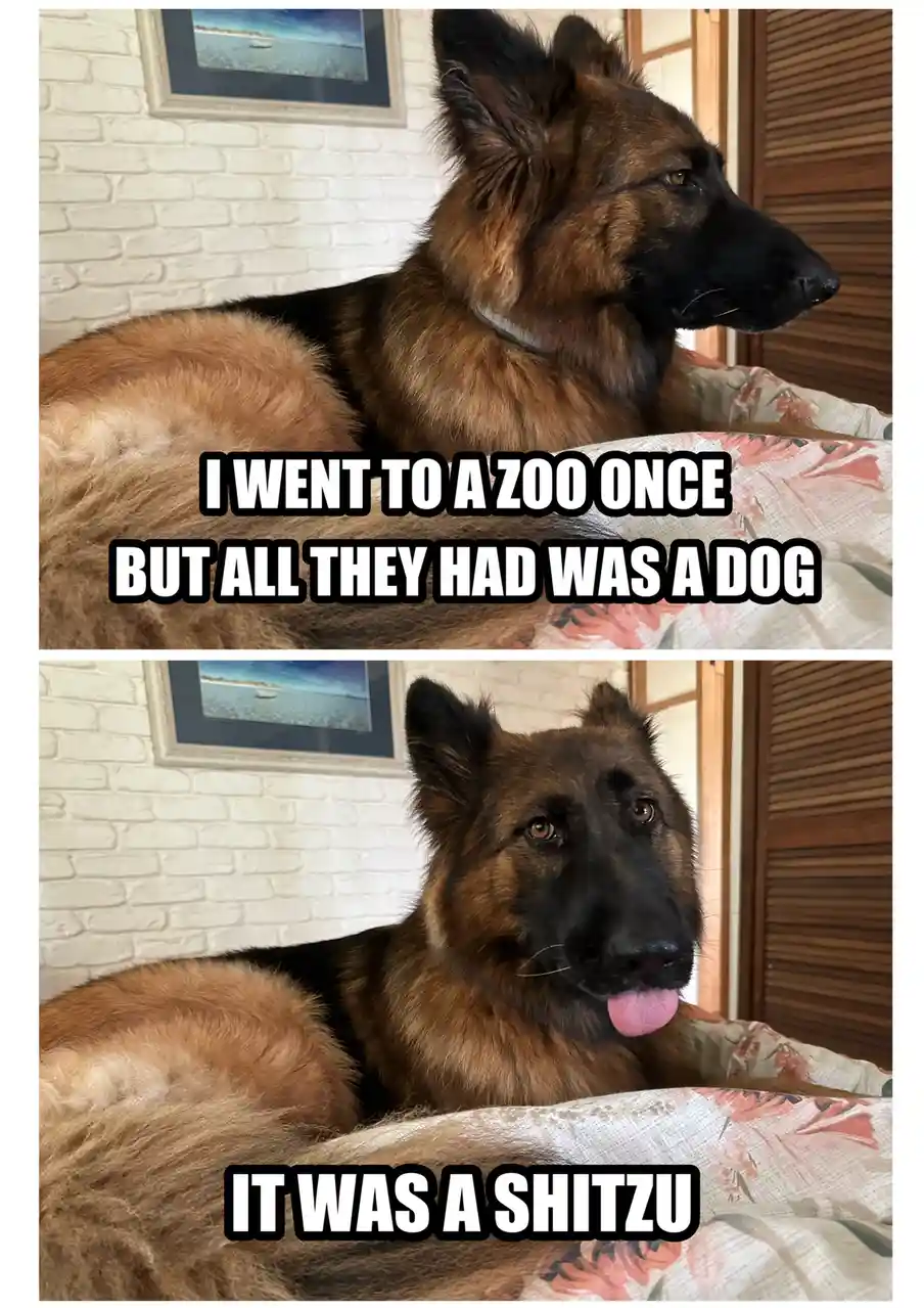 A German Shepherd dog is shown in two panels. In the top panel, it looks away with a serious expression while text says 'I…