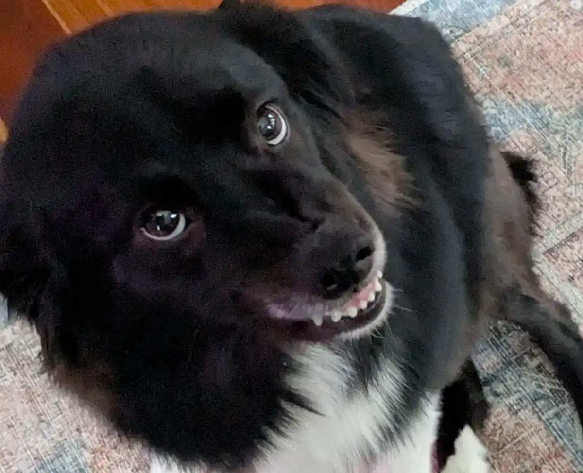 A close-up photo of a black and white dog looking up with wide, pleading eyes and its mouth slightly open showing teeth, as…