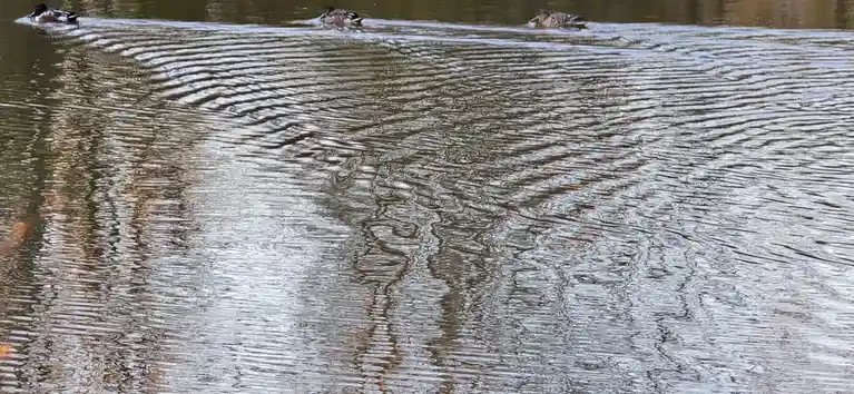Three ducks swim in a pond, creating ripples that form a distorted, abstract pattern resembling a fingerprint. The overlaid…