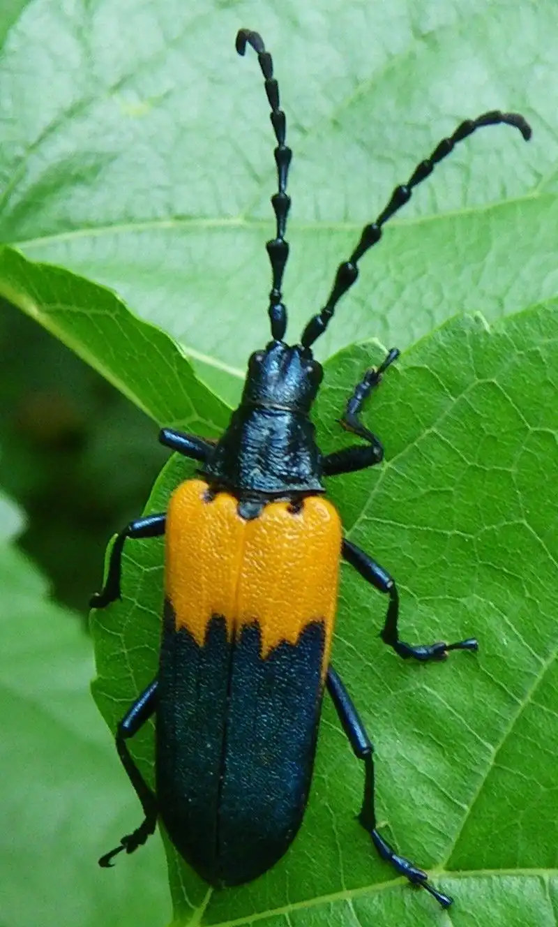 A close-up photo of a black and orange longhorn beetle with long antennae resting on a green leaf. The overlaid text reads…
