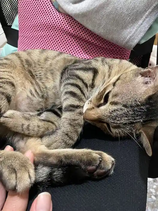 Another cute kitty moment captured!