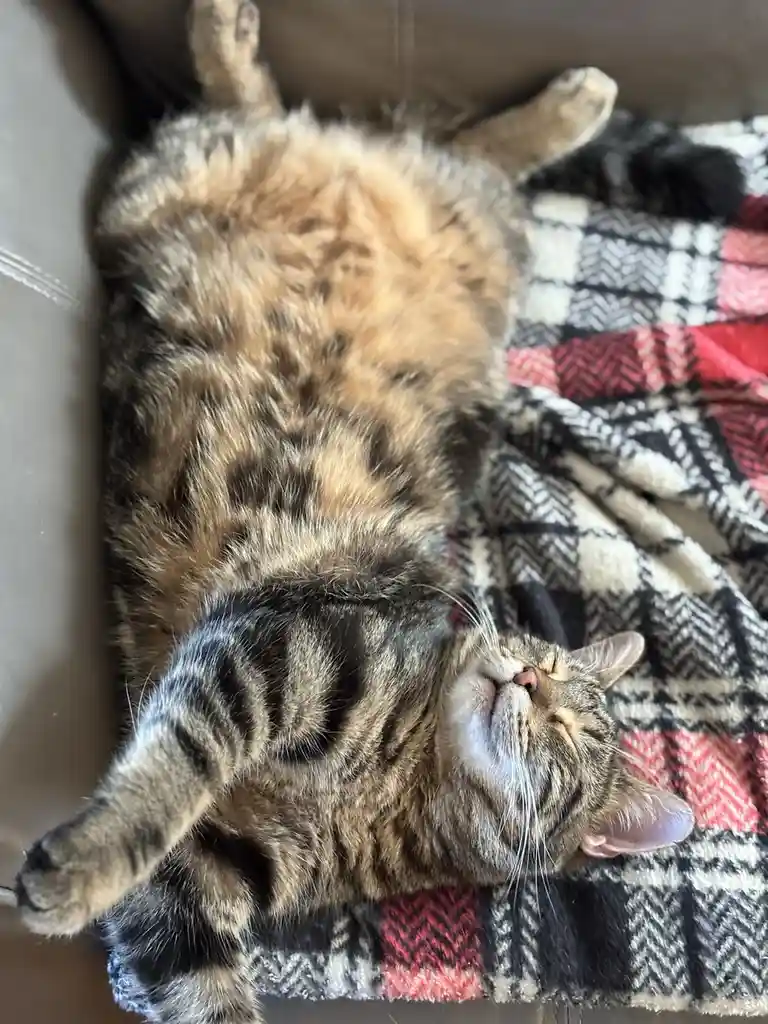 A tabby cat is lying on its back on a red, black, and white plaid blanket, paws up, eyes closed, and mouth slightly open in…