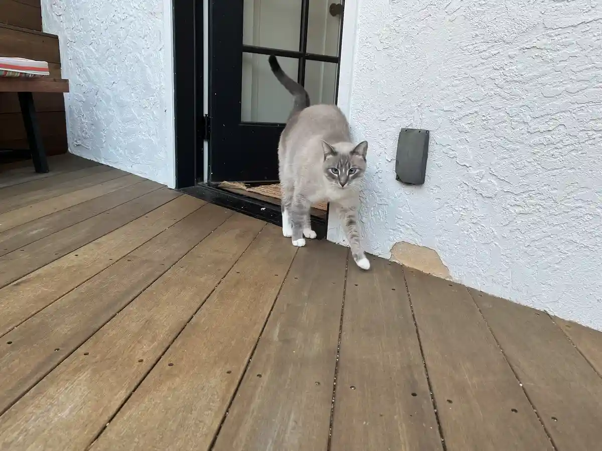 Daily Dose of Ivy: Cat Chronicles - Day 296