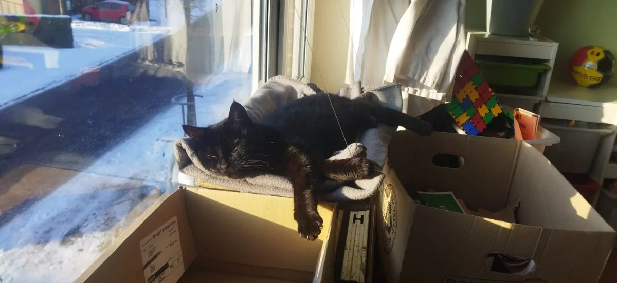 A black cat is lounging lazily on a towel draped over a cardboard box, basking in sunlight streaming through a window…