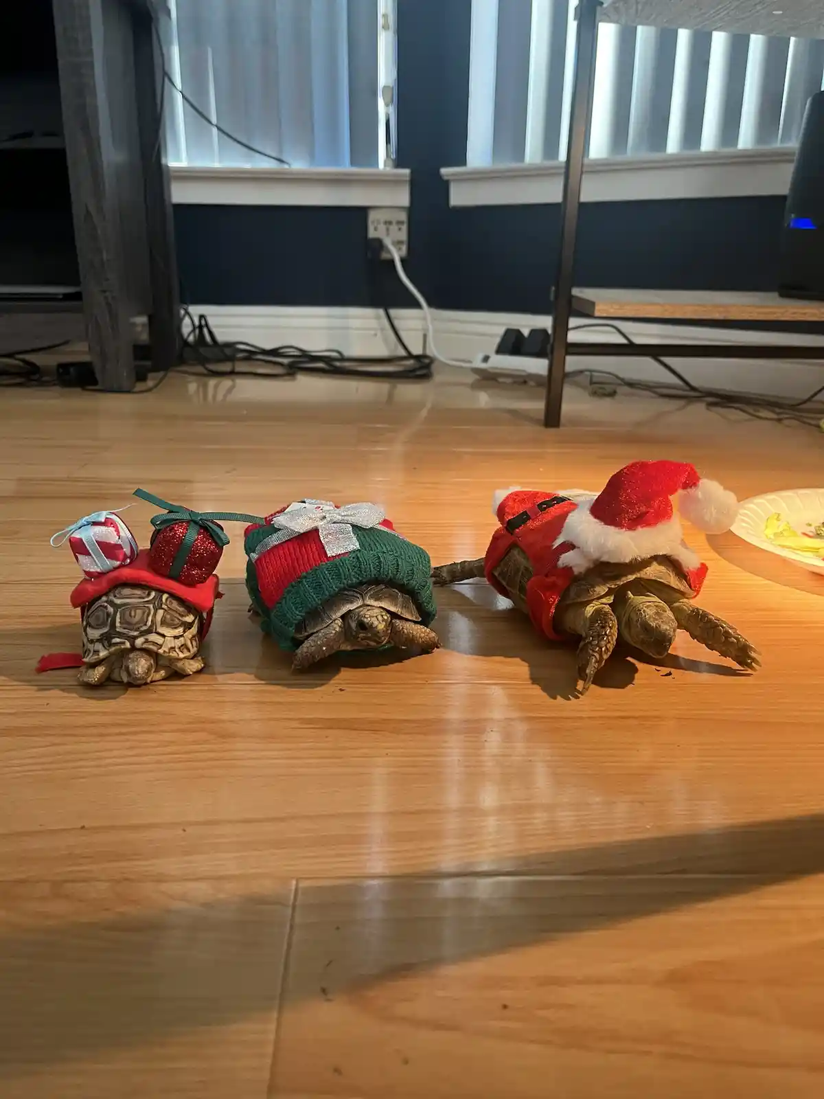 Three tortoises are lined up on a wooden floor, each dressed in festive Christmas attire: one wears a red hat with two small…