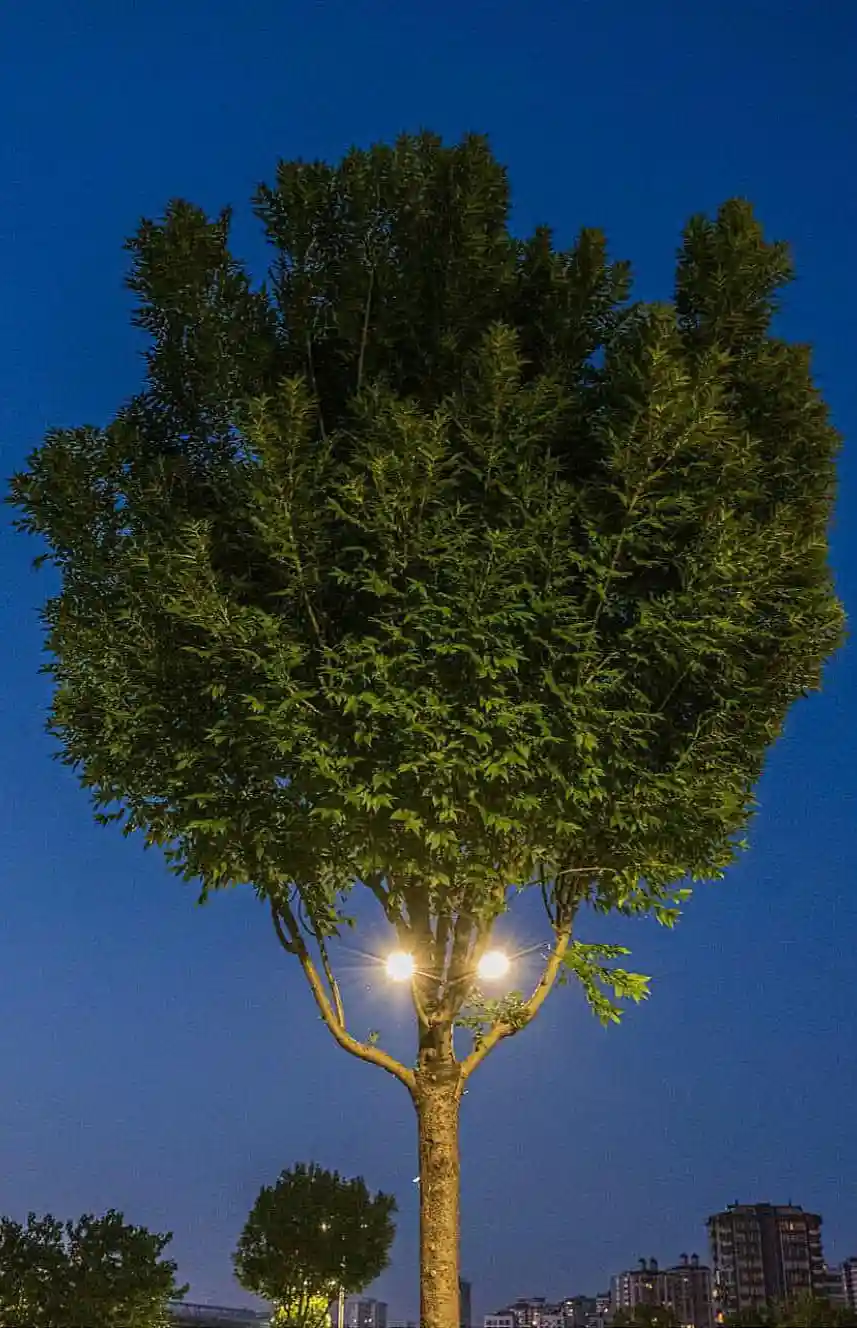 a tree with a dense, rounded canopy of green leaves stands against a deep blue twilight sky, illuminated by two bright…