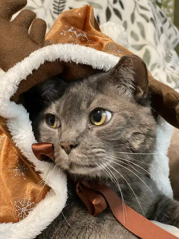 Celebrating the joy of Caturday!