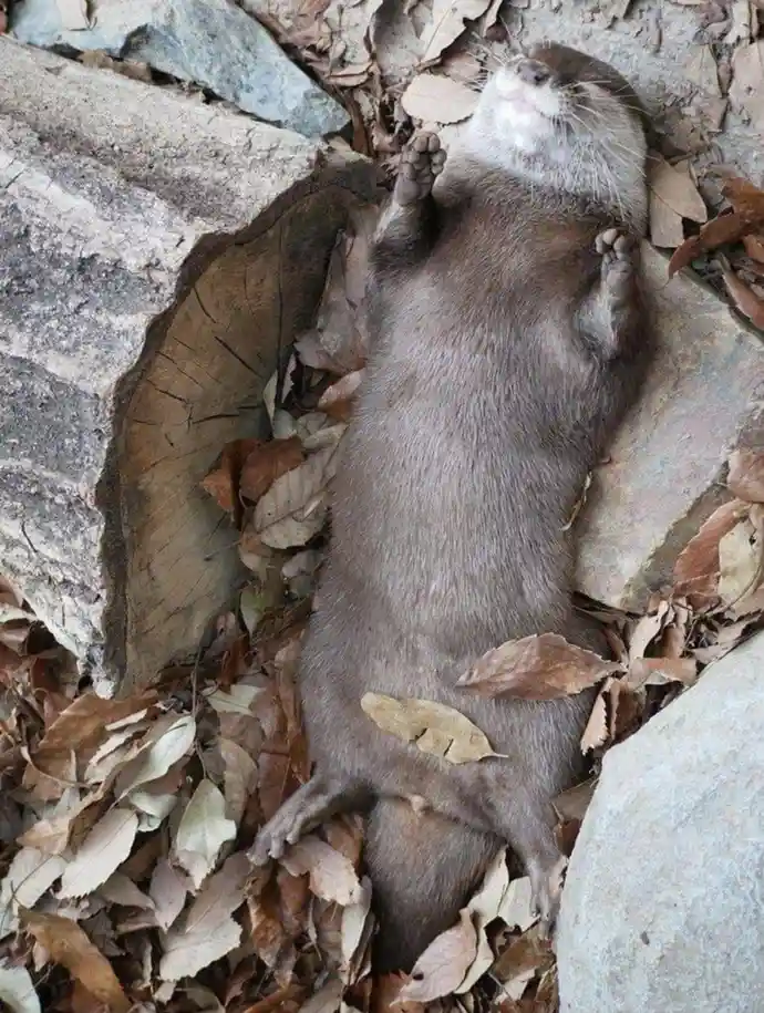 An otter lies on its back in a bed of dry leaves and rocks, paws raised in the air, looking blissfully relaxed. The overlaid…
