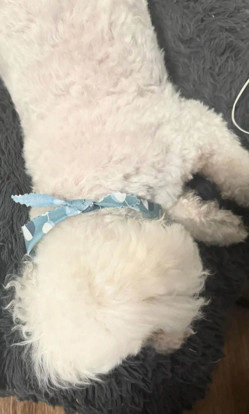 a fluffy white dog is lying on its back on a dark gray shaggy blanket, wearing a blue patterned bow tie around its neck. The…