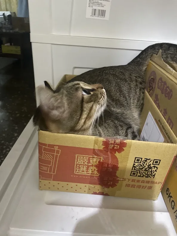 A gray tabby cat is lounging inside a brown cardboard box with red branding and a QR code, looking up with a relaxed…