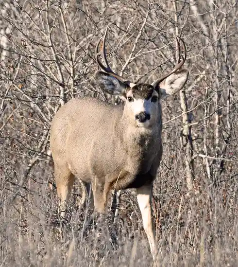 Where Accountability Begins: The Buck Stops Here