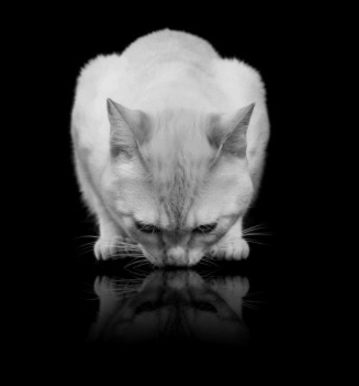 A black and white photo of a white cat with its head bowed down, looking at its reflection in a glossy black surface. The…