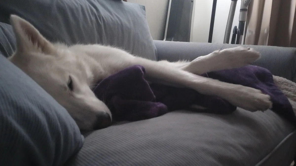 A white dog is sleeping soundly on a gray couch, its front paws stretched out in front of it over a purple blanket. The…