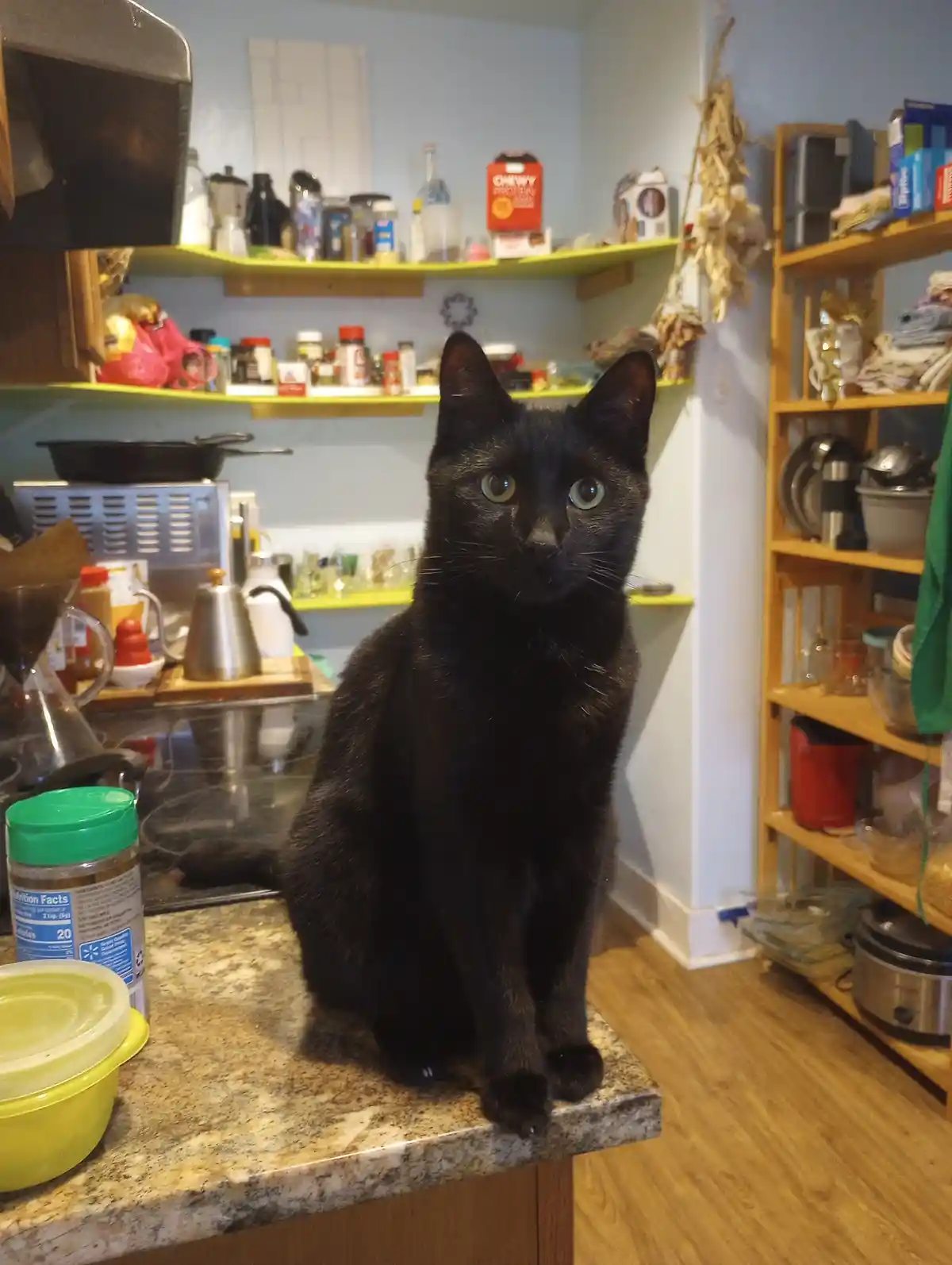 Mastering the Art of Jumping on Counters