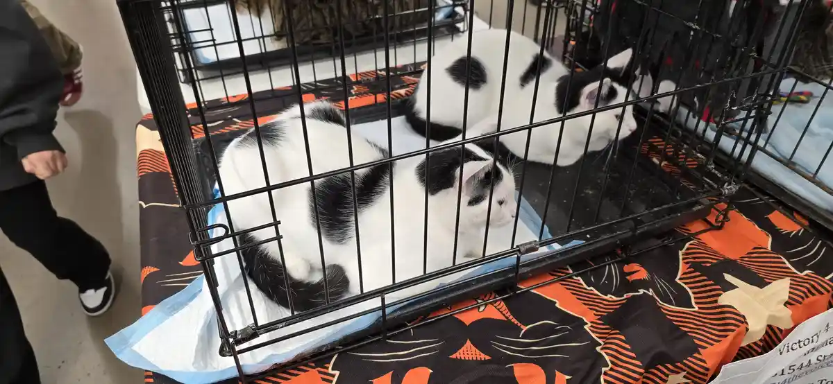 My Local Pet'smart Hosted an Adorable Cat Adoption Event