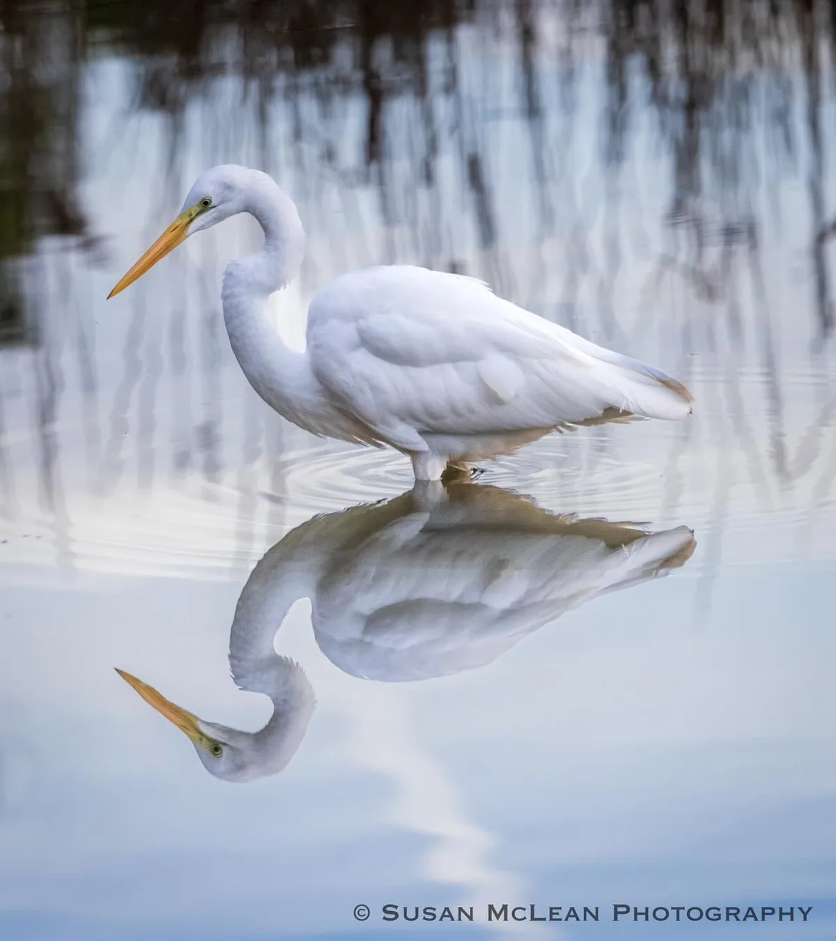 A white egret stands in calm water, its reflection perfectly mirrored below. The bird looks toward the viewer while its…