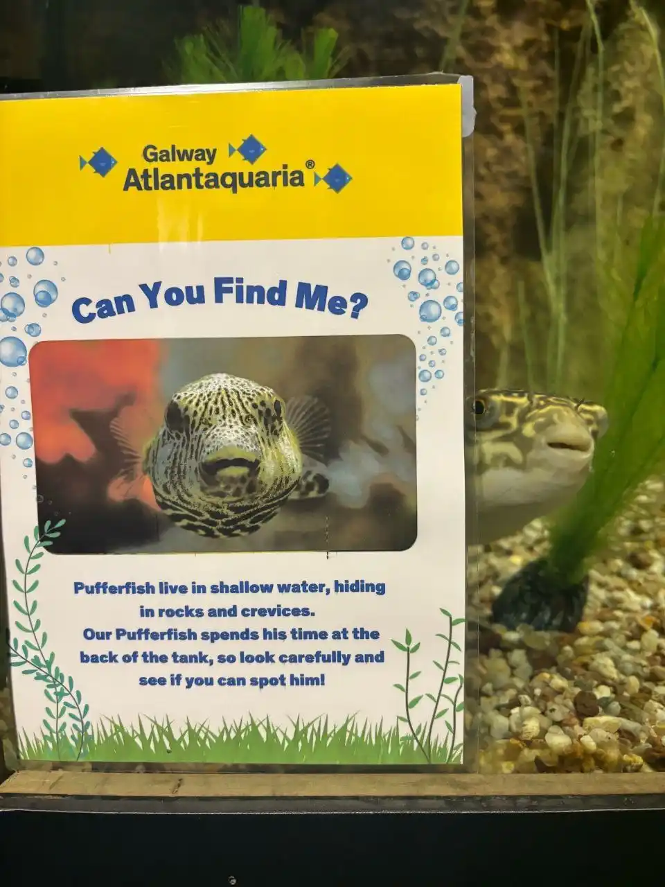 A pufferfish peeks out from behind an aquarium sign at Galway Atlantaquaria that reads 'Can You Find Me?' and instructs…