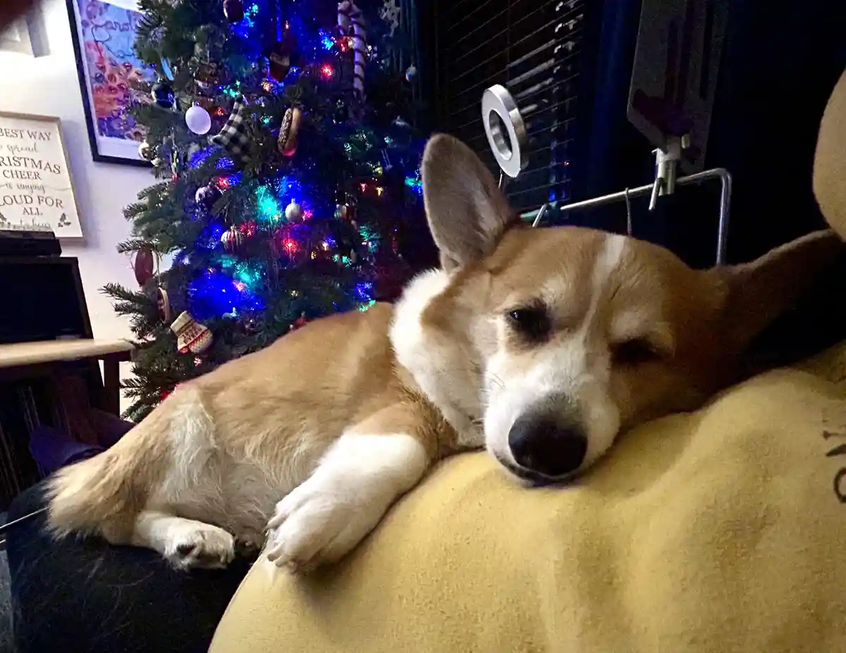 A tan and white corgi dog is lying down with one eye closed and one eye open, appearing sleepy or uninterested, resting its…