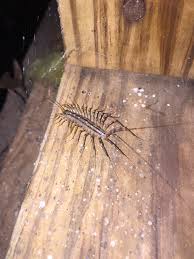 The Centipede Chronicles