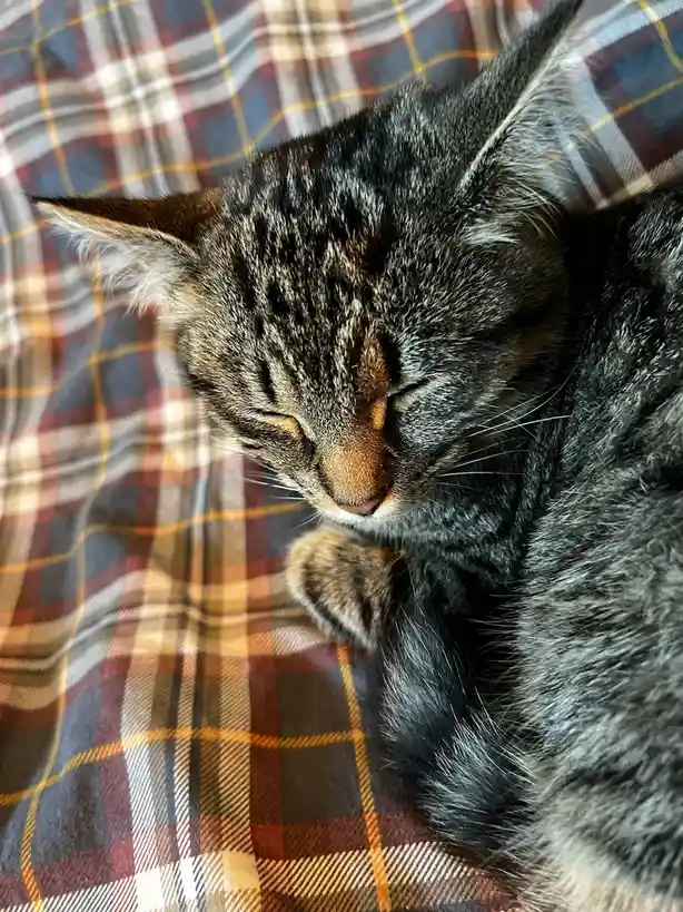 A close-up photo shows a tabby cat with grey and black stripes sleeping peacefully on a plaid blanket with red, blue, and…