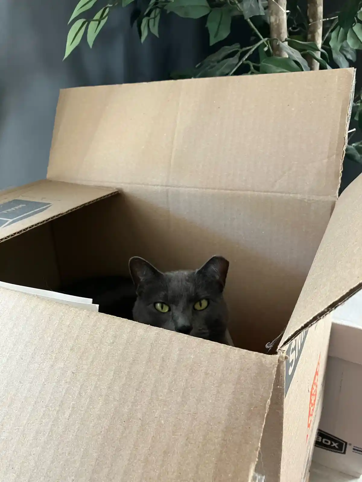 A gray cat with bright green eyes peeks out from inside an open cardboard box, looking directly at the camera with a calm…