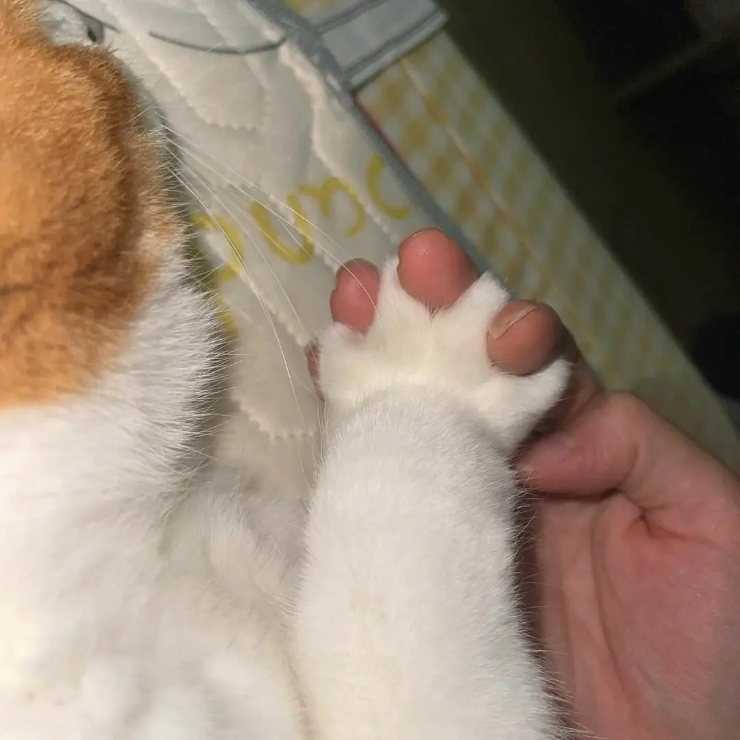 A close-up photo shows a fluffy white and ginger cat's paw gently resting on a person's bare foot, with the cat's paw pads…