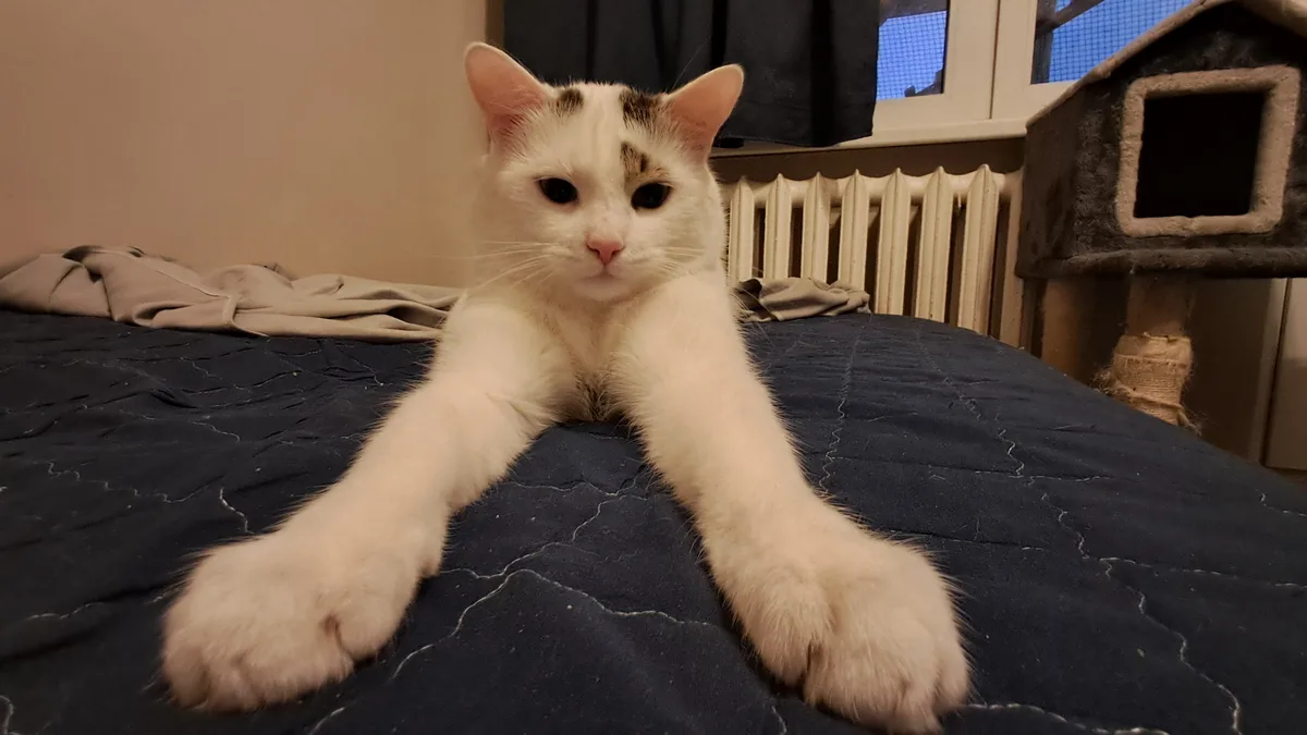 A white cat with black markings on its forehead and ears is lying on a dark blue quilted bedspread, stretching its front…