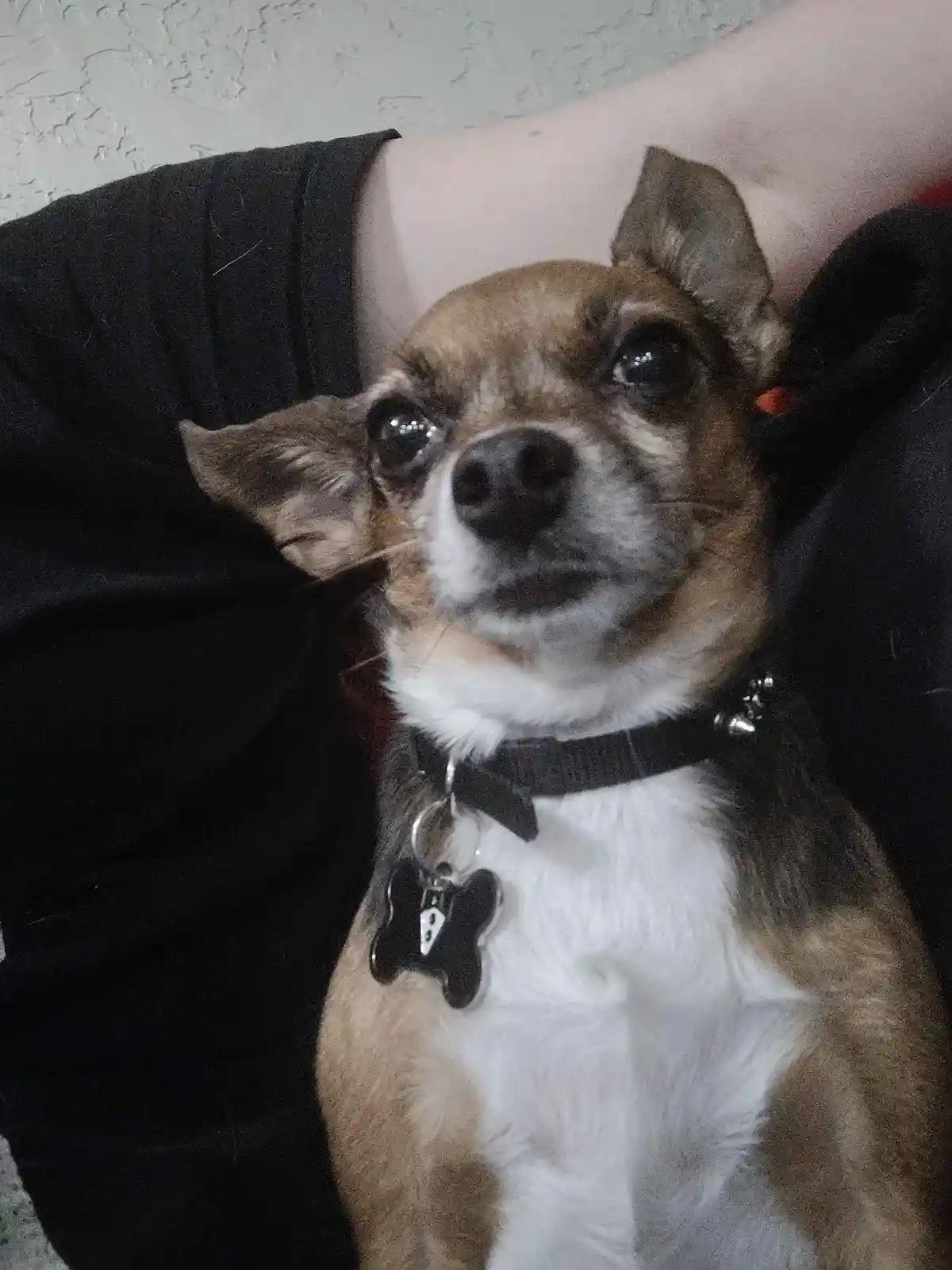 The little nut that could: Peanut!