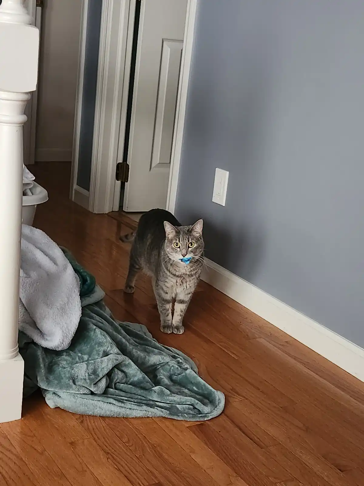 A gray tabby cat stands on a hardwood floor in a hallway, looking directly at the camera with wide eyes, a small blue object…