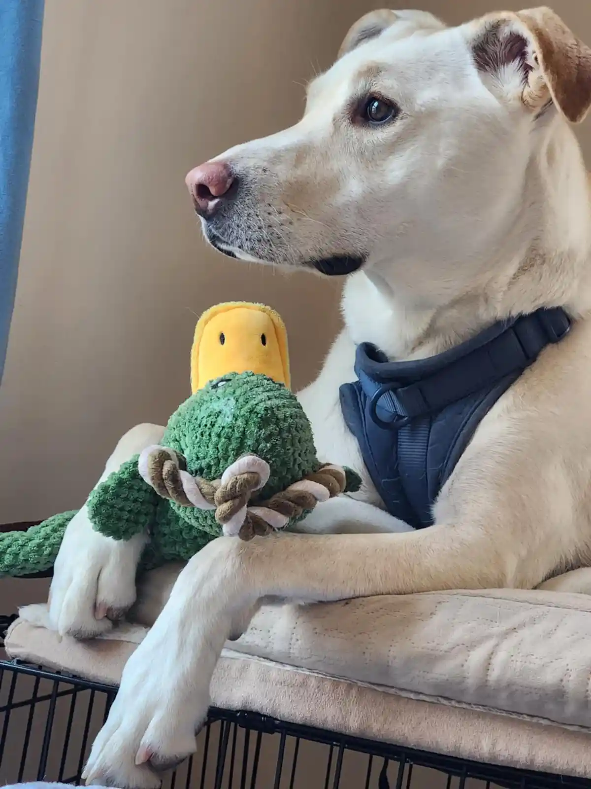 A light-colored dog wearing a black harness sits calmly on a cushioned surface, holding a plush toy that is a green…