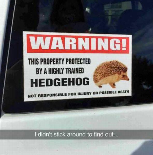 A white warning sticker on a car window reads 'WARNING! THIS PROPERTY PROTECTED BY A HIGHLY TRAINED HEDGEHOG NOT RESPONSIBLE…