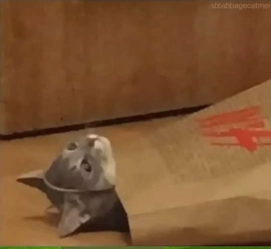 A small gray cat with wide, startled eyes peers out from inside a brown paper bag, which has a red logo on it. The cat's…