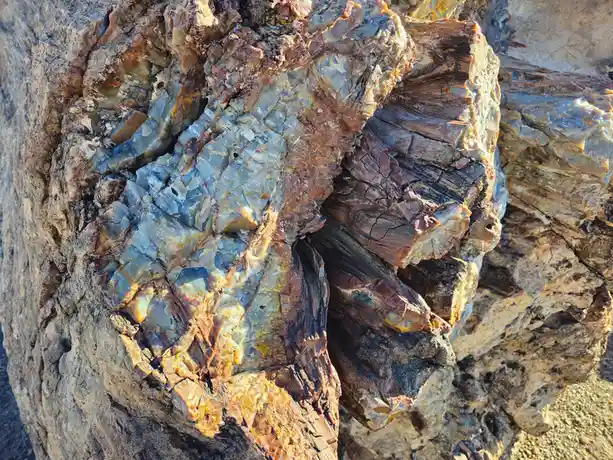 Exploring the Crystal Forest Trail in Arizona's Petrified Forest