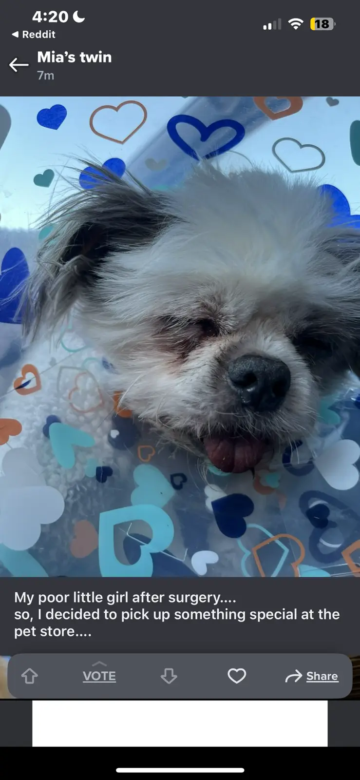 A close-up photo of a small, fluffy white and gray dog with one eye swollen and closed, lying on a surface with colorful…