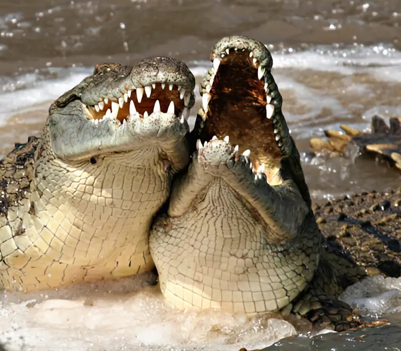 Two crocodiles are in water, mouths wide open with teeth visible, appearing to be roaring or fighting. One crocodile has its…