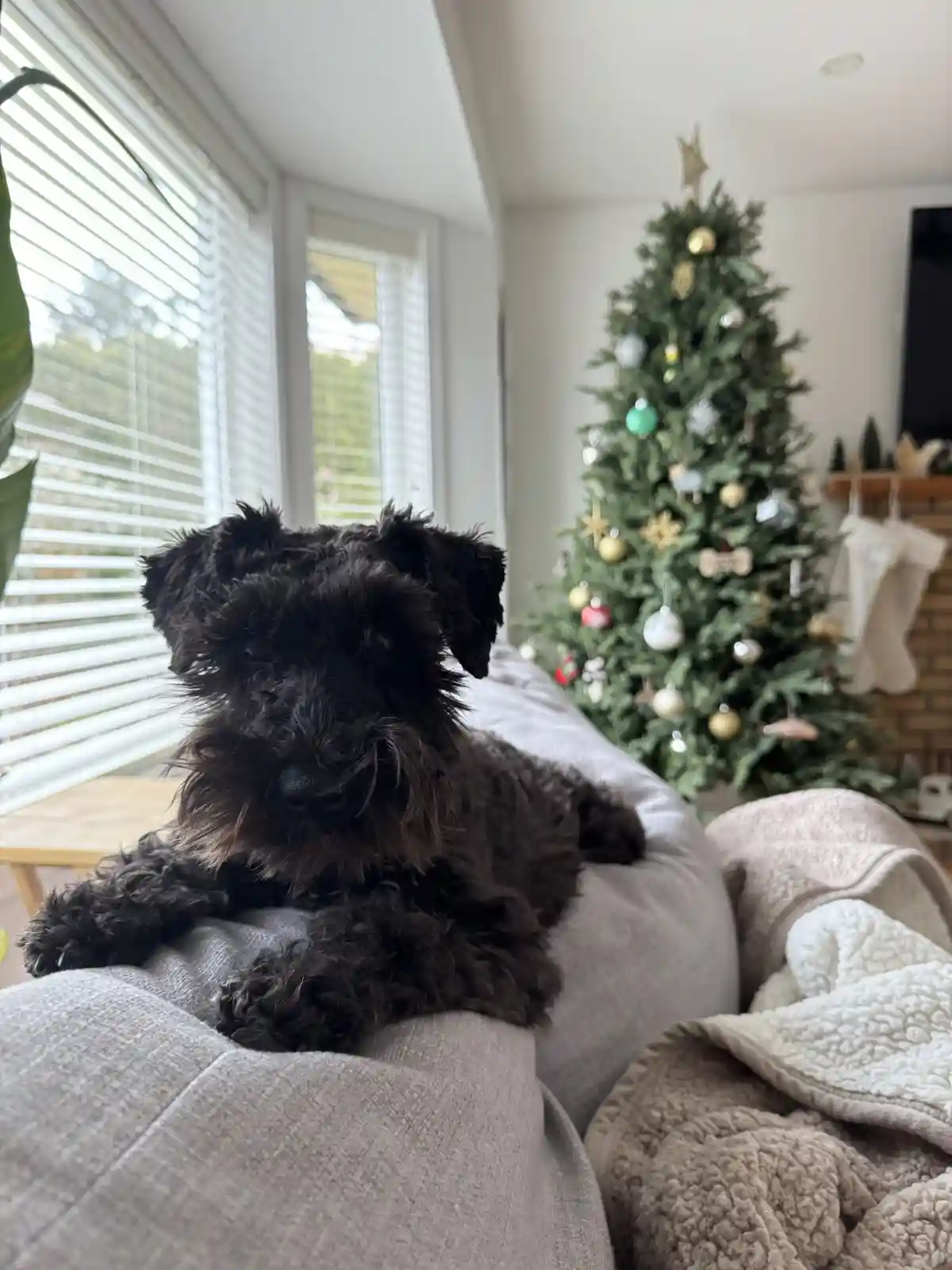 A black, shaggy dog with a scruffy face lies calmly on a grey couch, looking directly at the camera. In the background, a…